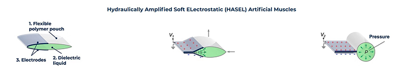 HASELアクチュエータ
