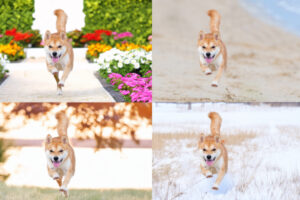 セグメンテーション