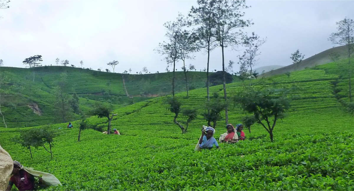 音で探る生物多様性 スリランカ×お茶 イメージ画像