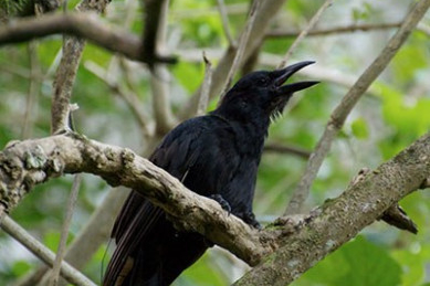 希少熱帯カラスの鳴声・親子コミュニケーション解析