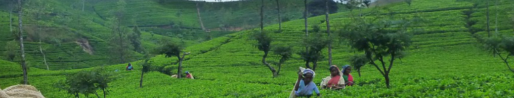 wildlife achousticイメージ画像