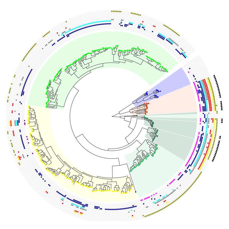 画像:Interactive Tree Of Life (iTOL) | オンライン 使用可能 系統樹 ツール