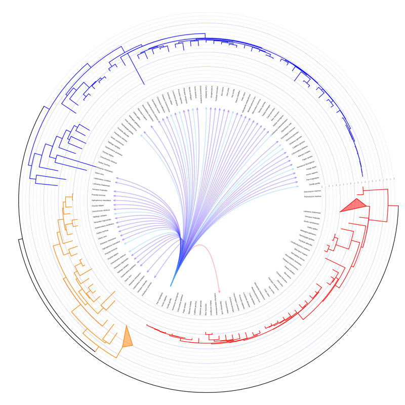 Interactive Tree Of Life (iTOL) | オンライン 使用可能 系統樹 ツール