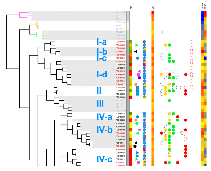 Interactive Tree Of Life (iTOL) | オンライン 使用可能 系統樹 ツール