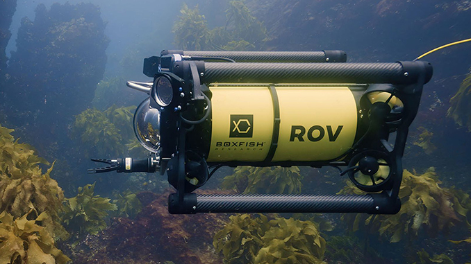 Boxfish