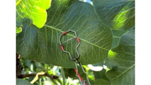 Leaf temperature sensor LT-1T