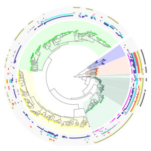 Interactive Tree Of Life (iTOL)