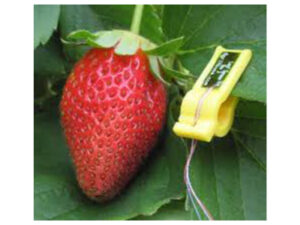 Leaf Sensor