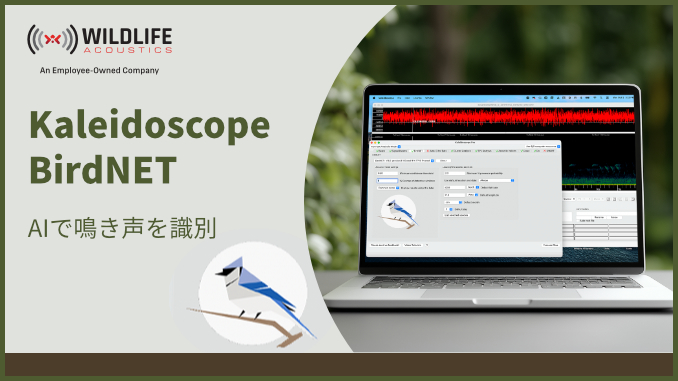 Kaleidscope BirdNET AIで鳴き声を識別